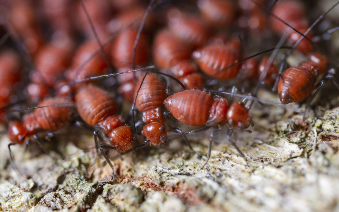 Get home maintenance and an inspection to avoid termites